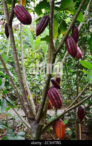 Une gousse de cacao (fruit) a une croûte de cuir rugueuse d'environ 2 à 3 cm (0.79 à 1.18 po) d'épaisseur (cela varie selon l'origine et la variété de la gousse). Banque D'Images