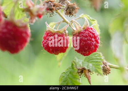 Mûrissement des framboises rouges Banque D'Images