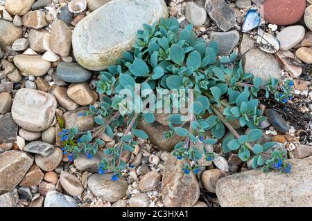 OYSTERPLANT MERTENSIA MARITIMA PETITE PLANTE VERTE BLEUE ET TIGES DE FLEURS BLEUES SUR UNE PLAGE COUVERTE DE COQUILLAGES ET DE ROCHERS, CÔTE DE L'ÉCOSSE MORAY Banque D'Images