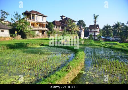 Plantation traditionnelle de paddy d'eau balinais à ubud. Subak est le système de gestion de l'eau (irrigation) pour les rizières de l'île de Bali. Banque D'Images