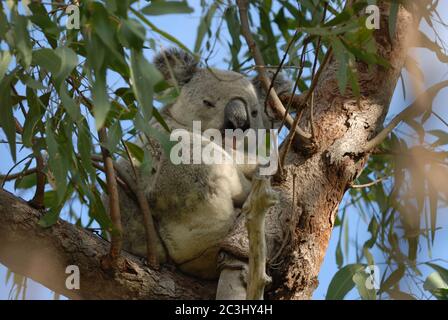 Koala, Phascolarctos cinereus, dans un eucalyptus vu dans la nature sur le sentier de randonnée de Forts près de Horseshoe Bay, Magnetic Island, Queensland Australie Banque D'Images