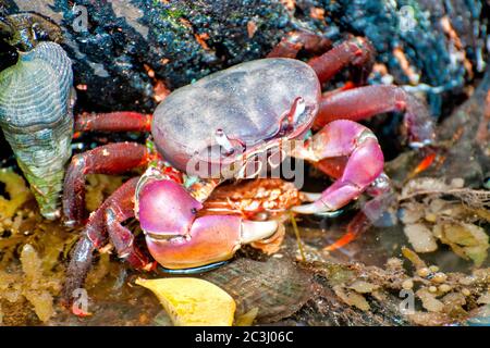 Gros plan d'un crabe géant (Cardisoma carnifex) Banque D'Images