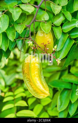 Carabolas non mûr (Averrhoa carambola) sur l'arbre Banque D'Images