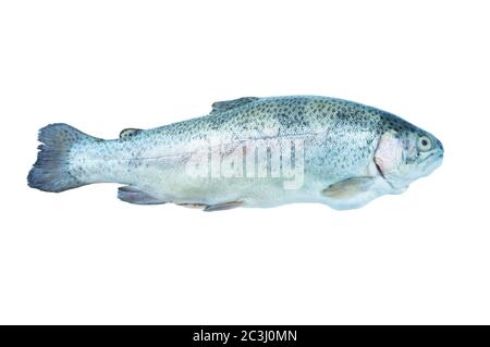 Pêcher la truite arc-en-ciel, isolée sur fond blanc. Truite arc-en-ciel sur fond blanc. Poisson avec espace de copie pour le texte. Banque D'Images