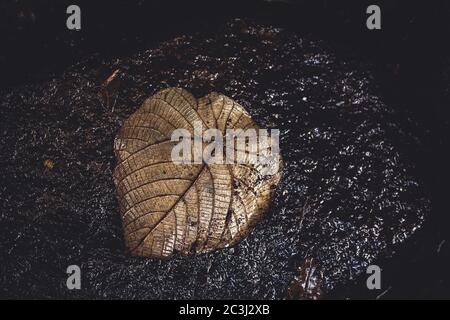 Dry Bodhi ou Peepal Leaf sur la vieille roche près des cascades.Closeup feuille sèche de Bodhi arbre. Plante symbolique du bouddhisme. Avec vignette foncée Banque D'Images