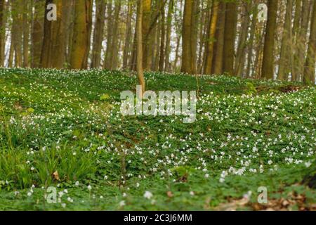 Forêt verte de printemps avec fleurs sauvages en fleurs Banque D'Images