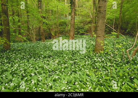 Forêt verte de printemps avec fleur d'ail d'ours sauvages Banque D'Images