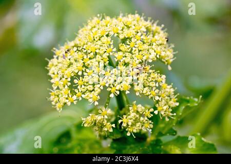 Alexanders (smyrnium olusatrum), gros plan d'une seule tête de fleur montrant les petites fleurs jaune-verdâtre. Banque D'Images