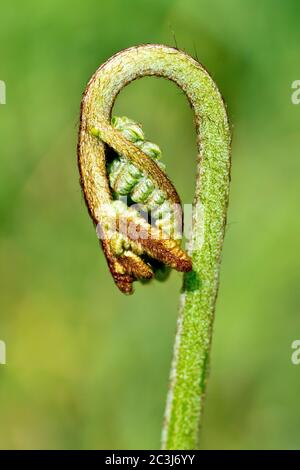 Bracken (pteridium aquilinum), gros plan montrant la tête d'une nouvelle plante comme elle commence à se défurl au printemps, isolée sur un fond simple. Banque D'Images
