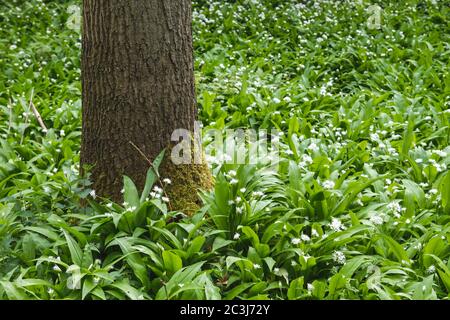 Forêt verte de printemps avec fleur d'ail d'ours sauvages Banque D'Images