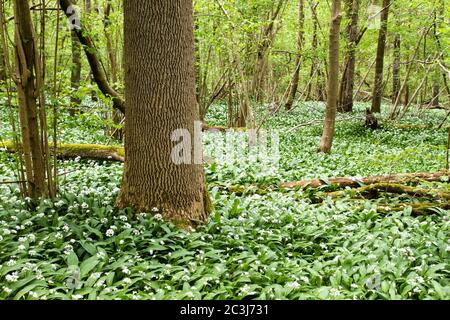 Forêt verte de printemps avec fleur d'ail d'ours sauvages Banque D'Images