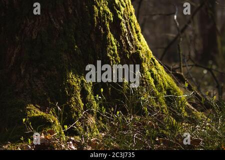 Détail du pied d'arbre dans une forêt verte Banque D'Images