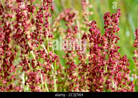 Moutons Sorrel (rumex acetosella), gros plan d'un groupe de la plante de type quai en fleur. Banque D'Images