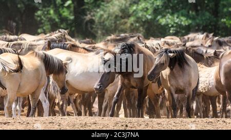 Munsterland, Allemagne. 20 juin 2020. Le troupeau de 400 chevaux sauvages célèbres de Dülmen, une race ancienne mentionnée pour la première fois en 1316, qui vit aujourd'hui dans une réserve naturelle semi-sauvage, avec des landes, de l'herbe et des bois, vous offre un moment de soleil. Les chevaux Dülmen figurent sur la « liste rouge des espèces menacées » en Europe et ont été classés par la Société pour la conservation des races d'élevage anciennes et menacées comme « en danger critique ». Crédit : Imagetraceur/Alamy Live News Banque D'Images