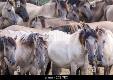 Munsterland, Allemagne. 20 juin 2020. Le troupeau de 400 chevaux sauvages célèbres de Dülmen, une race ancienne mentionnée pour la première fois en 1316, qui vit aujourd'hui dans une réserve naturelle semi-sauvage, avec des landes, de l'herbe et des bois, vous offre un moment de soleil. Les chevaux Dülmen figurent sur la « liste rouge des espèces menacées » en Europe et ont été classés par la Société pour la conservation des races d'élevage anciennes et menacées comme « en danger critique » Banque D'Images