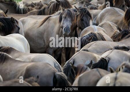 Munsterland, Allemagne. 20 juin 2020. Le troupeau de 400 chevaux sauvages célèbres de Dülmen, une race ancienne mentionnée pour la première fois en 1316, qui vit aujourd'hui dans une réserve naturelle semi-sauvage, avec des landes, de l'herbe et des bois, vous offre un moment de soleil. Les chevaux Dülmen figurent sur la « liste rouge des espèces menacées » en Europe et ont été classés par la Société pour la conservation des races d'élevage anciennes et menacées comme « en danger critique » Banque D'Images