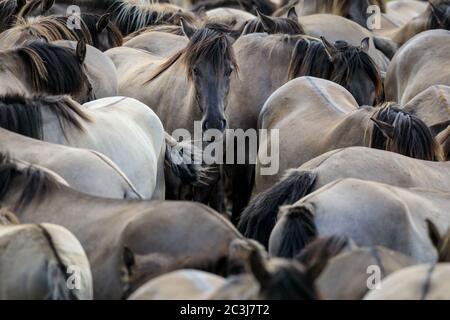 Munsterland, Allemagne. 20 juin 2020. Le troupeau de 400 chevaux sauvages célèbres de Dülmen, une race ancienne mentionnée pour la première fois en 1316, qui vit aujourd'hui dans une réserve naturelle semi-sauvage, avec des landes, de l'herbe et des bois, vous offre un moment de soleil. Les chevaux Dülmen figurent sur la « liste rouge des espèces menacées » en Europe et ont été classés par la Société pour la conservation des races d'élevage anciennes et menacées comme « en danger critique » Banque D'Images