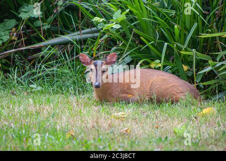 Cerf muntjac dans le jardin Muntjacs, également connu sous le nom de cerf écorceux ou de cerf à surface côtelée sont de petits cerfs du genre Muntiacus Banque D'Images