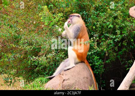 Papas Monkey Erythrocebus pata assis sur le rock mangeant Banque D'Images