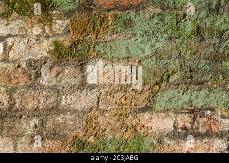 Arrière-plan de mur de briques ancien. Briques rouges recouvertes de mousse verte et de lichen. Banque D'Images