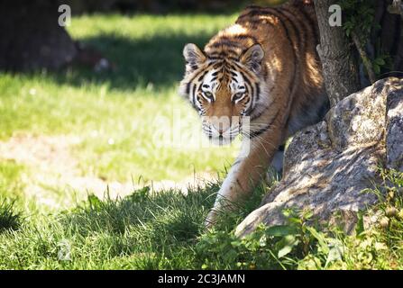 Le jeune tigre de Sibérie adulte, connu autrement sous le nom de Tigres d'Amour, émerge de l'ombre de la sous-croissance. Banque D'Images