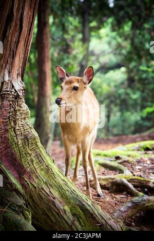 Jeune cerf sika à Nara Park, Japon. Symbole de la ville de Nara, se promènent librement et sont considérés à Shinto comme les messagers des Dieux Banque D'Images