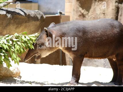 Tapir brésilien, tapirus terrestris tapir sud-américain Banque D'Images