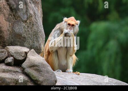 Papas Monkey Erythrocebus pata assis sur le rock mangeant Banque D'Images