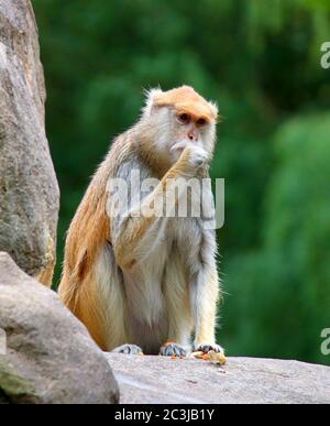 Papas Monkey Erythrocebus pata assis sur le rock mangeant Banque D'Images