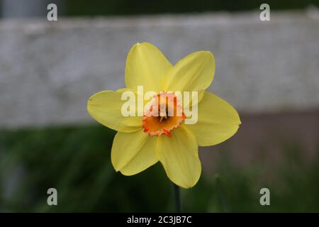 Jonquille jaune en fleur Banque D'Images