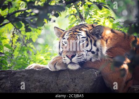 Siberian Tiger ou se reposer dans les sous-bois sur une journée ensoleillée. Ce tigre est indigène de l'extrême est de la Russie. Banque D'Images