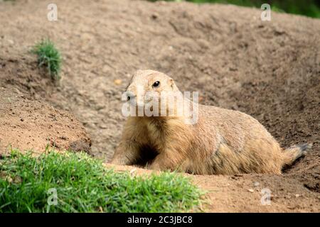 Chien de prairie Cynomys ludovicianus Banque D'Images