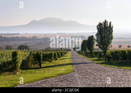 Vignoble vert magnifique avec les montagnes du Devin et de la Palava en arrière-plan sur les rives du réservoir d'eau de Nove Mlyny près de Pavlov, Moravie du Sud, Tchéquie Banque D'Images