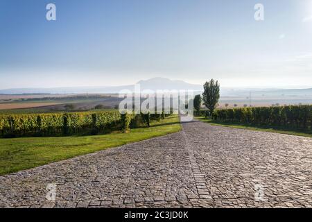 Vignoble vert magnifique avec les montagnes du Devin et de la Palava en arrière-plan sur les rives du réservoir d'eau de Nove Mlyny près de Pavlov, Moravie du Sud, Tchéquie Banque D'Images