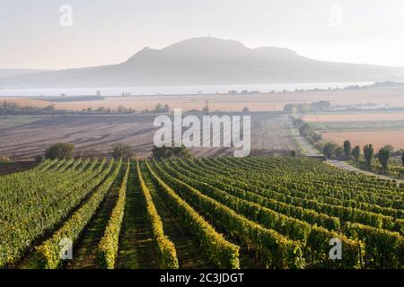 Vignoble vert magnifique avec les montagnes du Devin et de la Palava en arrière-plan sur les rives du réservoir d'eau de Nove Mlyny près de Pavlov, Moravie du Sud, Tchéquie Banque D'Images