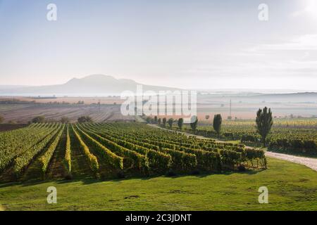 Vignoble vert magnifique avec les montagnes du Devin et de la Palava en arrière-plan sur les rives du réservoir d'eau de Nove Mlyny près de Pavlov, Moravie du Sud, Tchéquie Banque D'Images