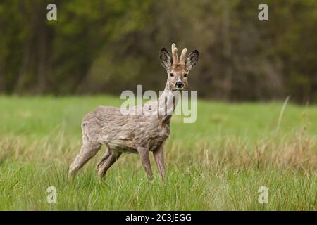 Le buck de cerf de Virginie, Capranolus capranolus, debout dans la prairie en fourrure d'hiver avec des bois dans la bast. Banque D'Images