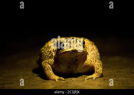 Grenouille-taureau nord-américaine sur fond noir Banque D'Images