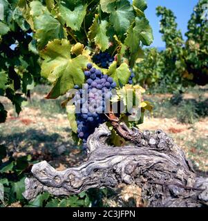 Raisins sur la vigne dans un domaine viticole du Luberon, France, Europe Banque D'Images