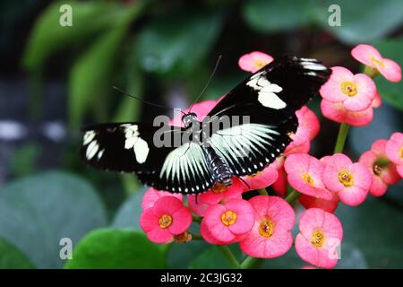 Papillon noir Heliconius sara theudela avec des bandes blanches se nourrissant de la fleur Banque D'Images