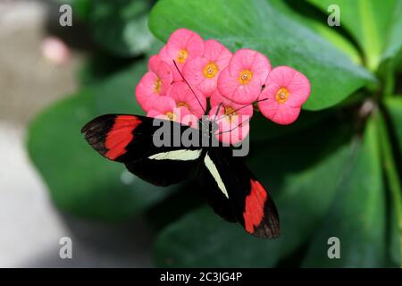 Papillon Grand commun Postman Heliconius Melpomene Rosina Banque D'Images