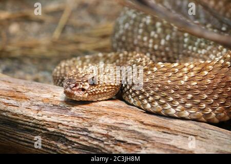 Serpent de ferraillement de Crotalus durchsus vegrandis d'Uracoan Banque D'Images