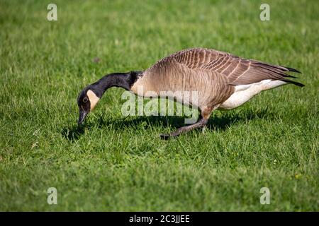 Adulte bernache du canada (Branta canadensis) à la recherche de nourriture dans l'herbe du Wisconsin, horizontale Banque D'Images