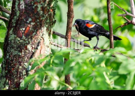 Le Blackbird à aigree rouge (Agelaius phoeniceus) est perché sur une branche avec la libellule dans son bec pour son bébé, à l'horizontale Banque D'Images