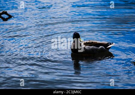 Canada Oies sur Wardown Park Lake, Luton à l'aube. Banque D'Images