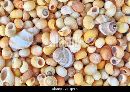 Gros plan de la collection colorée de différentes coquilles periwinkle (Littorina) recueillies des plages de la Nouvelle-Angleterre. Variété de couleurs, de tailles et de formes. Banque D'Images