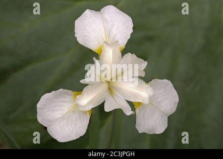 La beauté dans la nature. Gros plan de l'iris sibérien à fleurs printanières (Iris sibirica) avec des pétales blancs délicats s'étendant vers l'extérieur du centre de la fleur. Banque D'Images