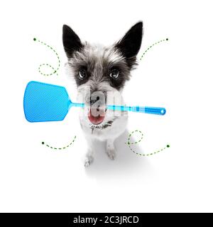 chien de poodle considérant le problème des insectes de tiques et des puces , près de rayer sa peau ou sa fourrure , isolé sur fond blanc, avec une mouche balancelle Banque D'Images
