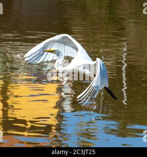 L'élégant Grand Egret. Les grands Egrets sont de grands oiseaux à longues pattes qui se dévont avec de longs cols en S et longs. Banque D'Images