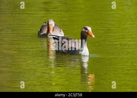 Deux oies des graylags (Anser anser) nagent dans un lac Banque D'Images